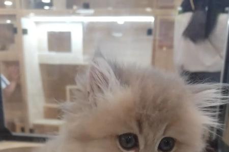猫嘟嘟嘟是想吃饭吗