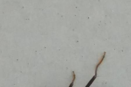隐翅虫血液是什么颜色求回答