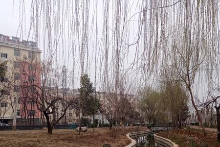 小河边长满什么的柳树