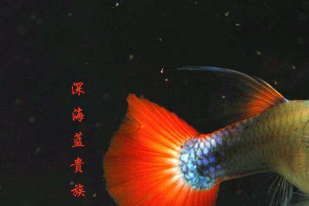 怎么看孔雀鱼纯种鸿运当头鱼