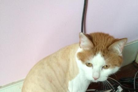 猫咪毛发可以染白吗