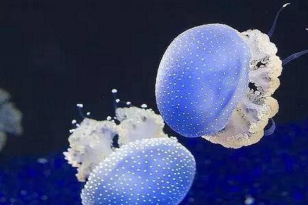 水母为啥聚在一起