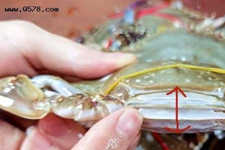 如何挑螃蟹看两边最简单方法