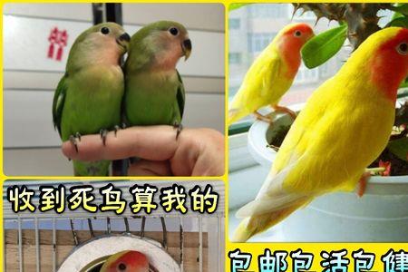牡丹鹦鹉母鸟下蛋前的特点