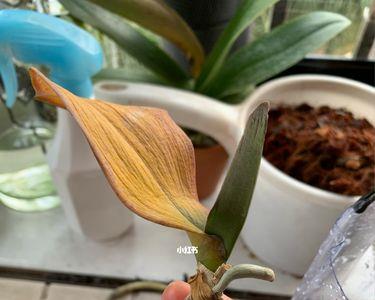 麒麟臂烂根怎么办