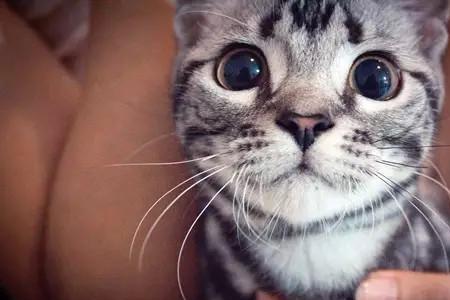 猫咪泪痕是毛色吗