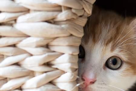 猫子晚上叫要出去什么原因