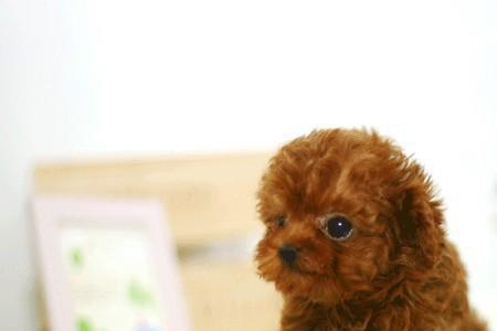 泰迪幼犬多大适合养