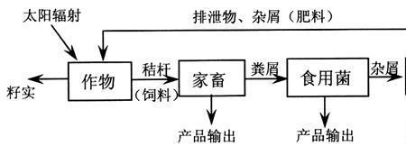 生态环境中的分解者指的是什么