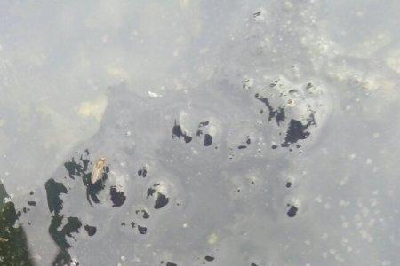 泉水中像虾一样的虫子是什么
