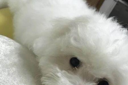 比熊一个月是什么样子的