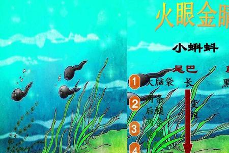 一种青色的蛙是什么名
