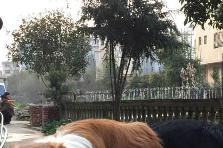 苏牧为什么禁养