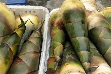 麻竹笋与油竹笋哪个好吃