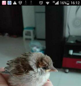 麻雀很小能养活吗