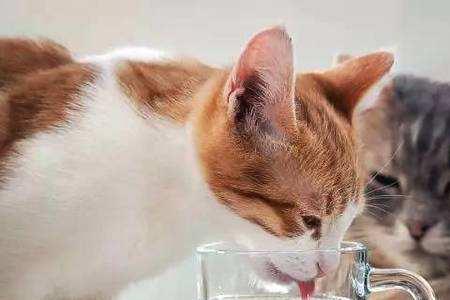 野猫多久喝一次水