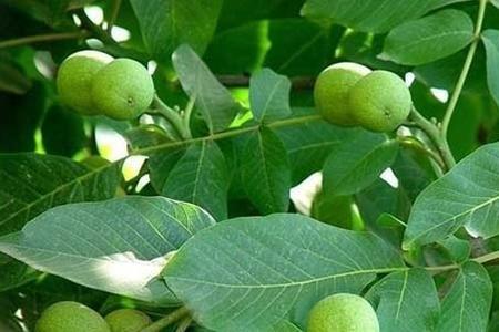 核桃树属于什么科类
