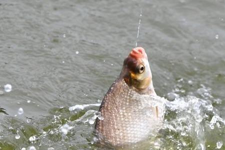 鲁湖钓鱼最佳钓点