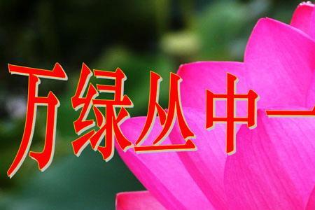 丛中什么意思