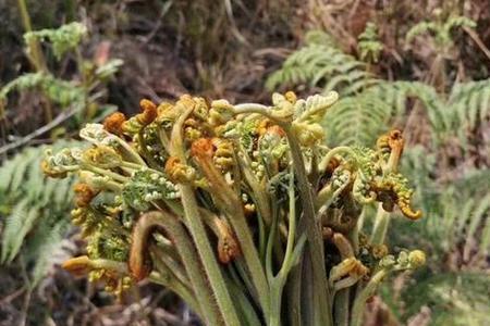 蕨菜和菜苔是一样吗