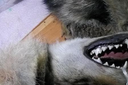 狠牙什么意思