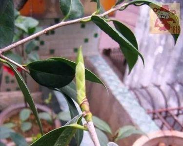 四季茶花怎样修剪