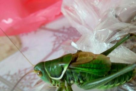 蝈蝈多大开始叫