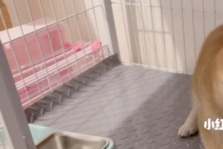 柴犬妹妹什么意思