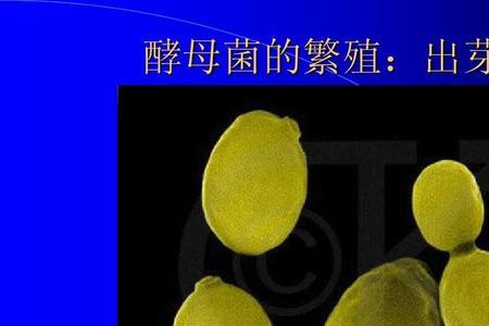 出芽生殖的细胞核是怎么出芽的