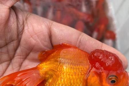 红狮子鱼一天喂几次最好