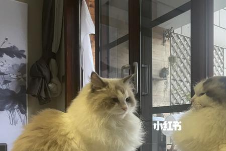 两只布偶猫打架怎么办
