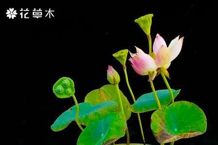 无土水培碗莲是真的吗