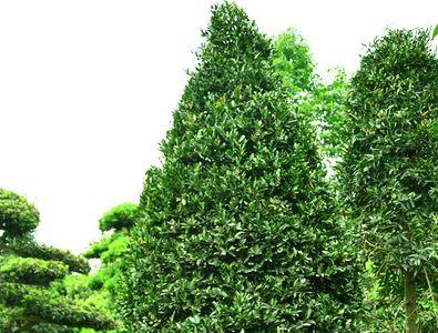 竹柏树怎样分公母
