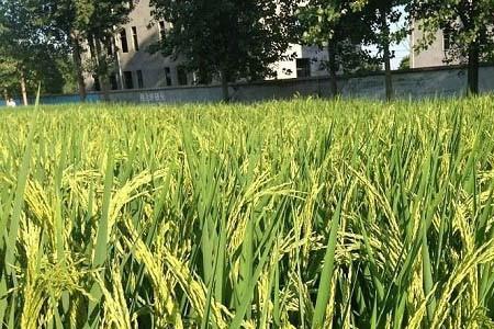 广东粤北水稻品种