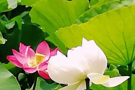 心若向阳岁月静好的意思
