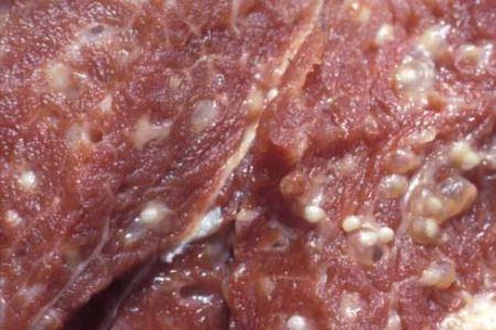 线肉是什么