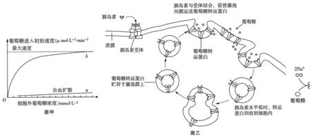 成熟红细胞进行无氧呼吸的产物