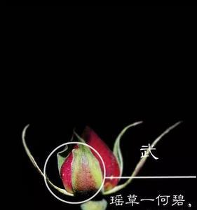 扶疏摇曳的意思