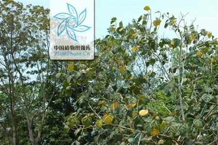 大叶榕果可以生吃吗