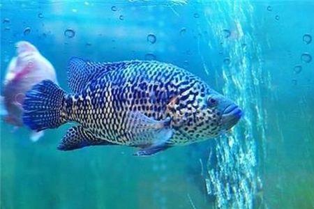 怎么调海水在家养石斑鱼