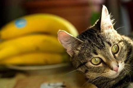 猫咪能吃飞蚁吗