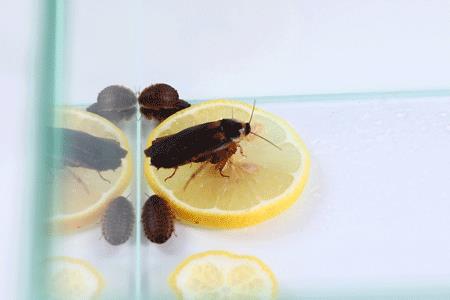蟑螂喝咸水吗