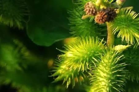 曼陀罗和苍耳区别