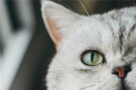 猫咪牙齿太尖怎么处理