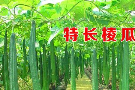 丝瓜种子吃起来是苦的可以种吗