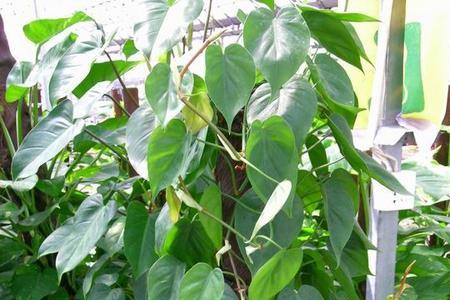 巴里马是什么植物