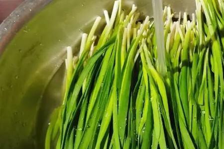 买来的韭菜洗的水发红为什么