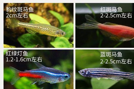 红绿灯鱼可以做闯缸鱼吗