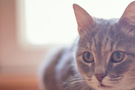 猫咪一天不吃东西会饿晕吗