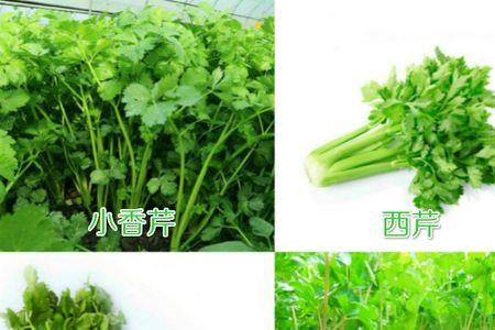 四季小香芹水培种植技术